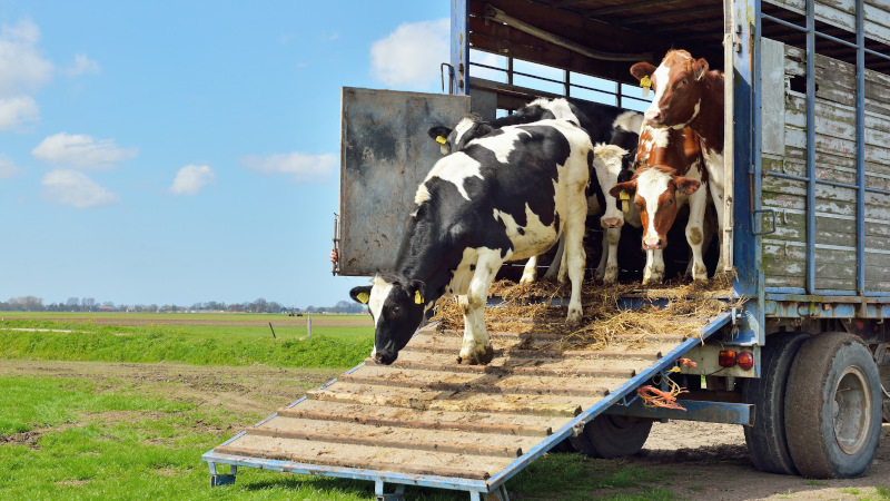 How to Choose the Right Livestock Trailers for Your Animals